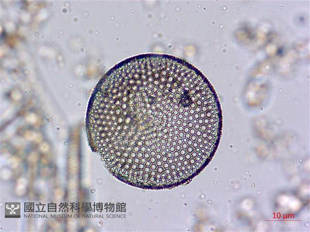 登錄號:A00004536藏品圖，第7張