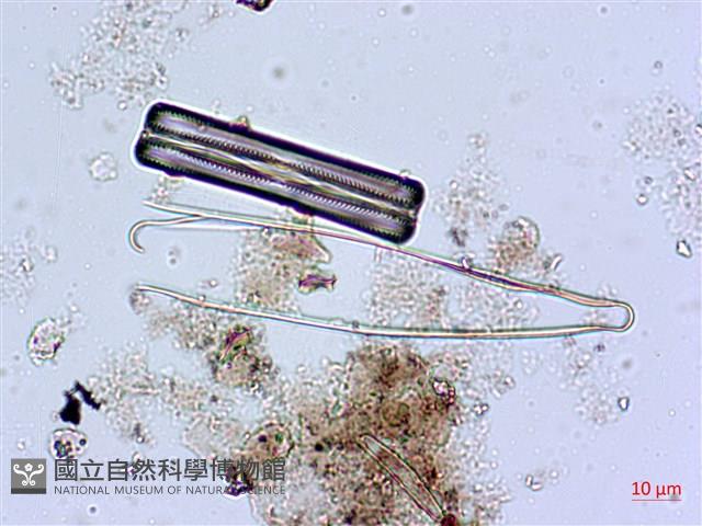 登錄號:A00004626藏品圖，第7張