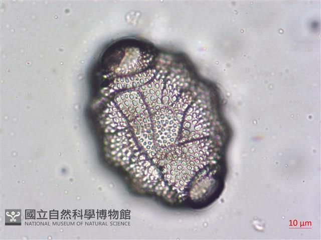 登錄號:A00004476藏品圖，第7張
