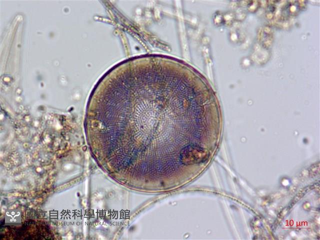 登錄號:A00004646藏品圖，第7張