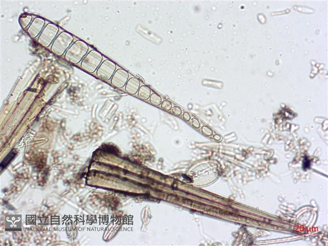 登錄號:A00004546藏品圖，第7張