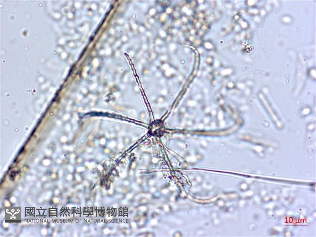 登錄號:A00004566藏品圖，第7張