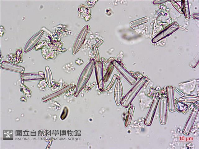登錄號:A00004606藏品圖，第7張