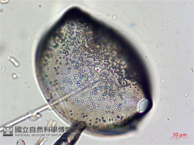 登錄號:A00004634藏品圖，第7張
