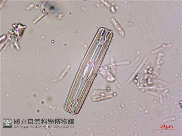 登錄號:A00004534藏品圖，第7張