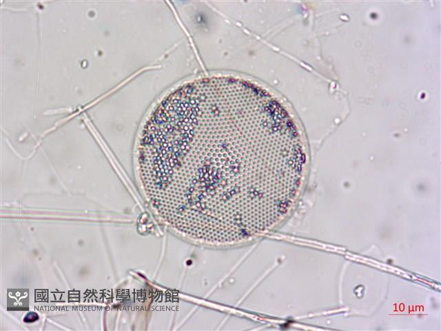 登錄號:A00004654藏品圖，第7張