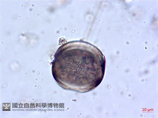 登錄號:A00004644藏品圖，第7張