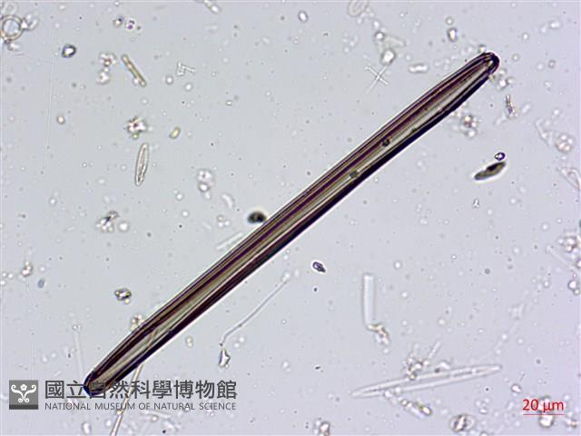 登錄號:A00004564藏品圖，第8張