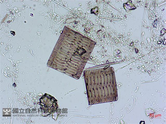 登錄號:A00004557藏品圖，第7張