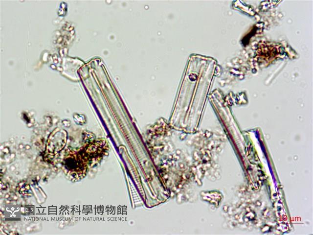登錄號:A00004617藏品圖，第7張
