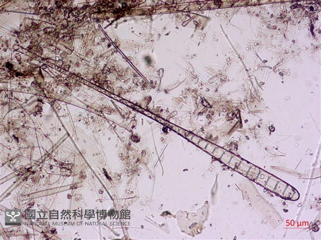 登錄號:A00004567藏品圖，第7張