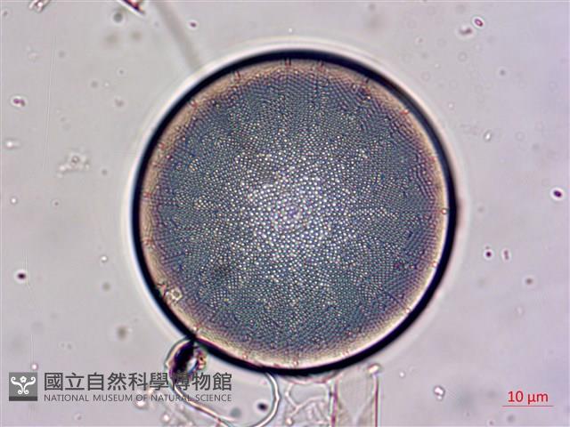 登錄號:A00004655藏品圖，第6張