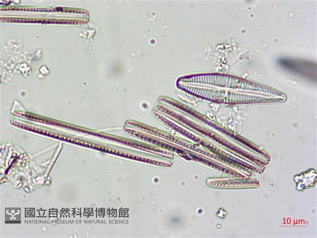 登錄號:A00004625藏品圖，第7張