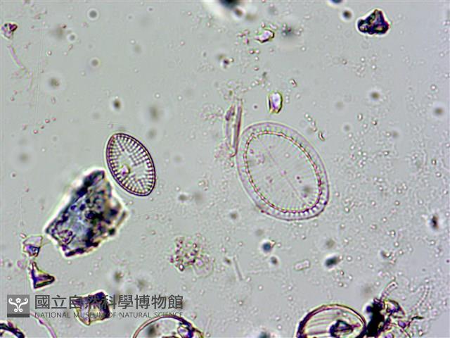 登錄號:A00004575藏品圖，第7張