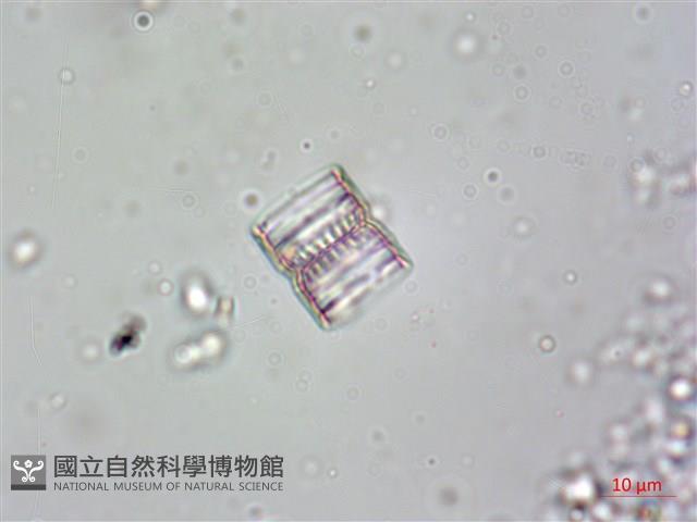 登錄號:A00004615藏品圖，第7張