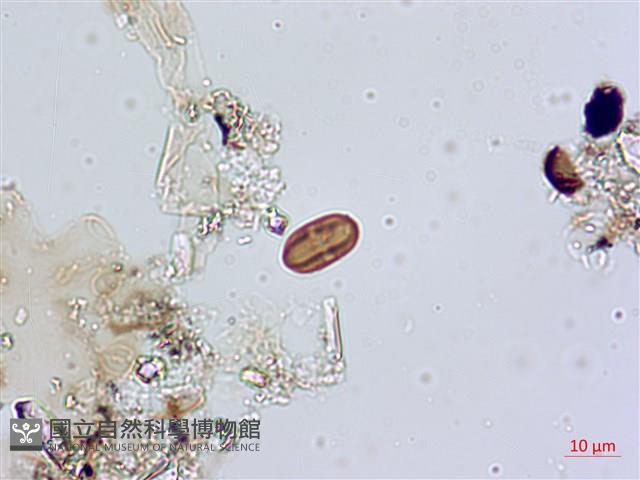登錄號:A00004595藏品圖，第7張