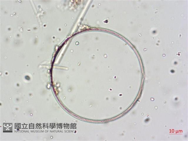 登錄號:A00004645藏品圖，第7張