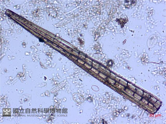 登錄號:A00004545藏品圖，第7張