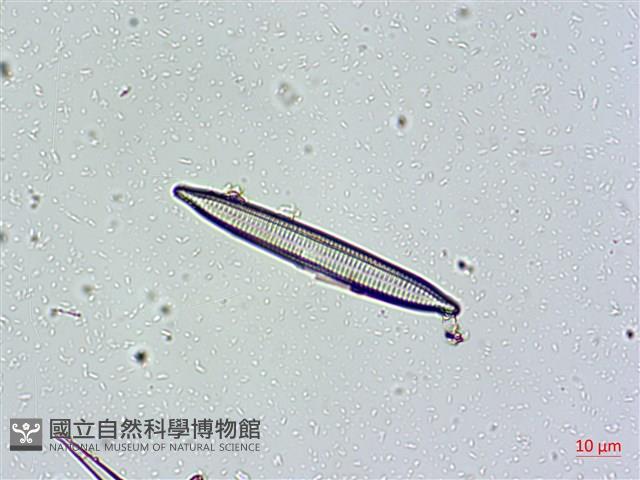 登錄號:A00004665藏品圖，第7張