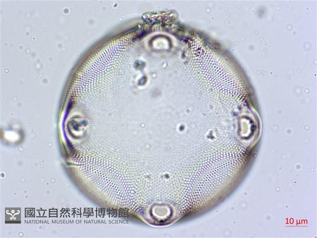 登錄號:A00004565藏品圖，第8張