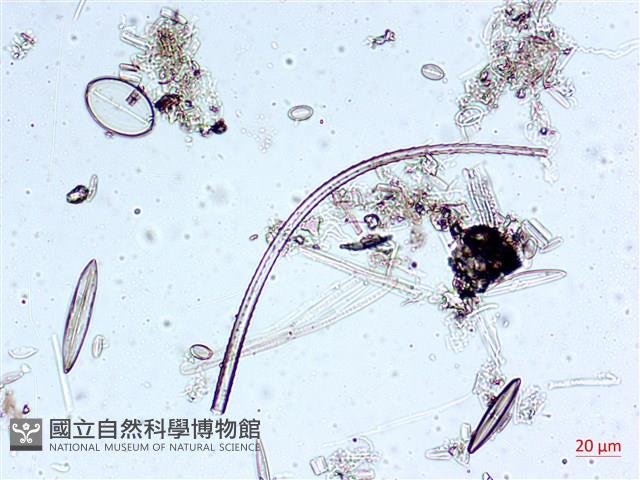 登錄號:A00004551藏品圖，第8張