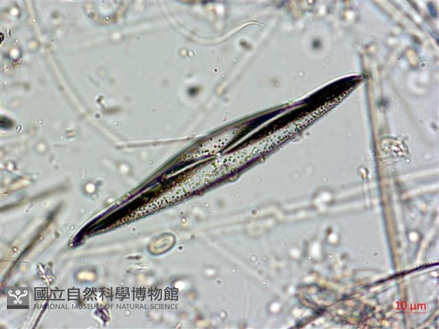 登錄號:A00004561藏品圖，第9張