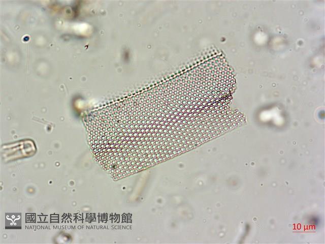 登錄號:A00004601藏品圖，第7張