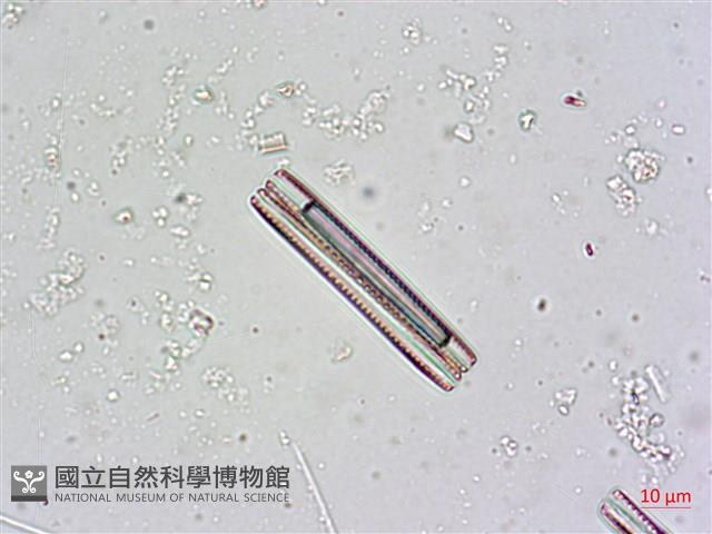 登錄號:A00004481藏品圖，第8張
