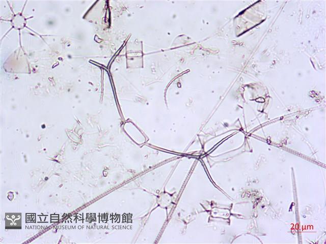 登錄號:A00004650藏品圖，第8張