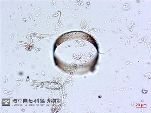 登錄號:A00004560藏品圖，第8張