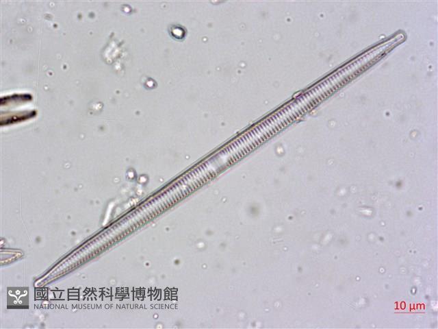 登錄號:A00004480藏品圖，第8張