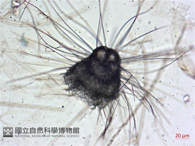 登錄號:A00004653藏品圖，第7張