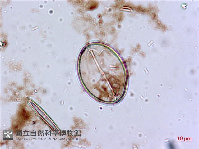 登錄號:A00004553藏品圖，第7張