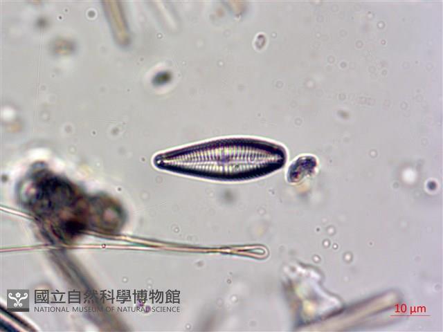 登錄號:A00004623藏品圖，第7張