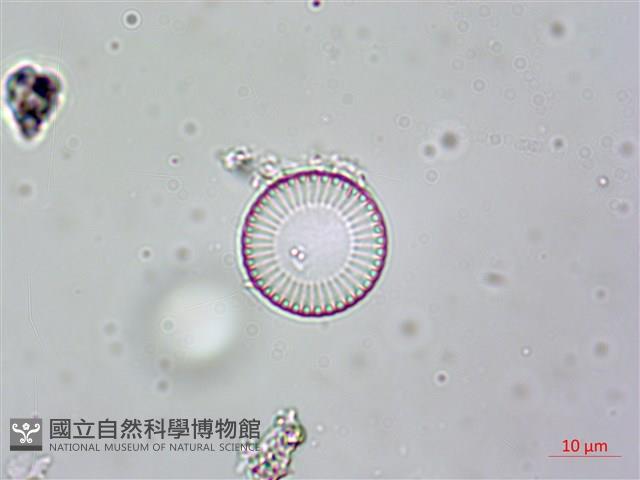 登錄號:A00004613藏品圖，第7張