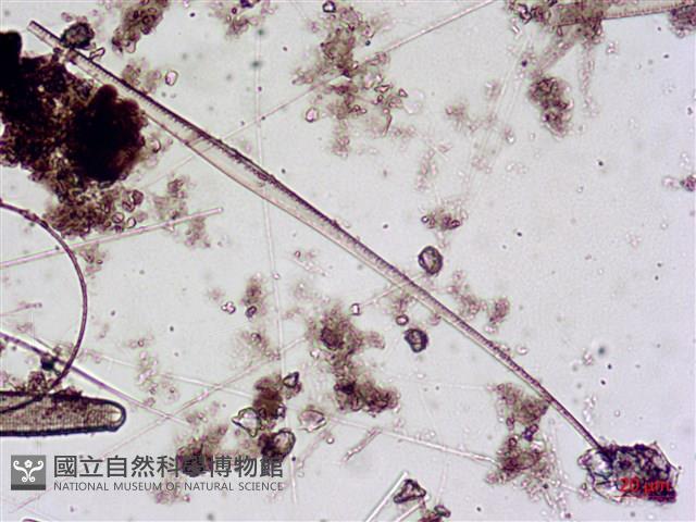 登錄號:A00004643藏品圖，第7張
