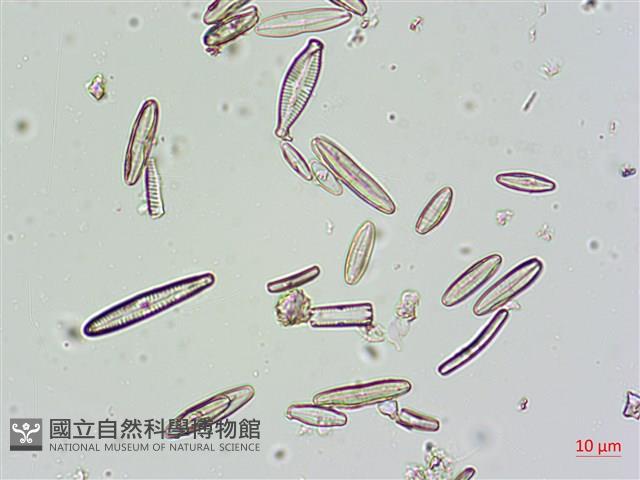 登錄號:A00004663藏品圖，第7張
