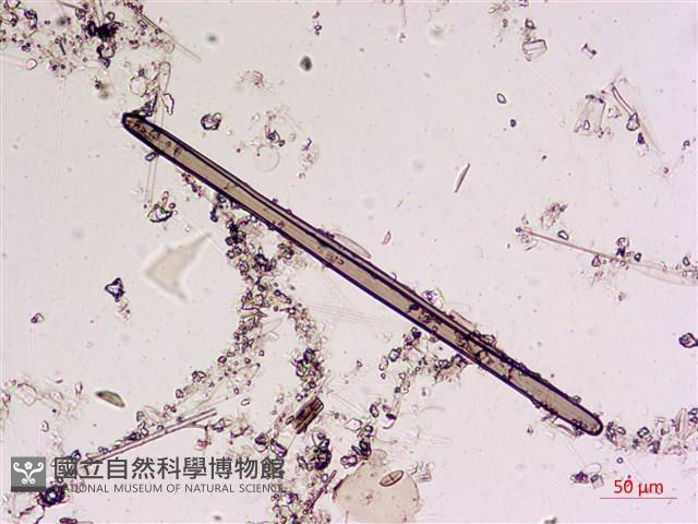 登錄號:A00004563藏品圖，第8張