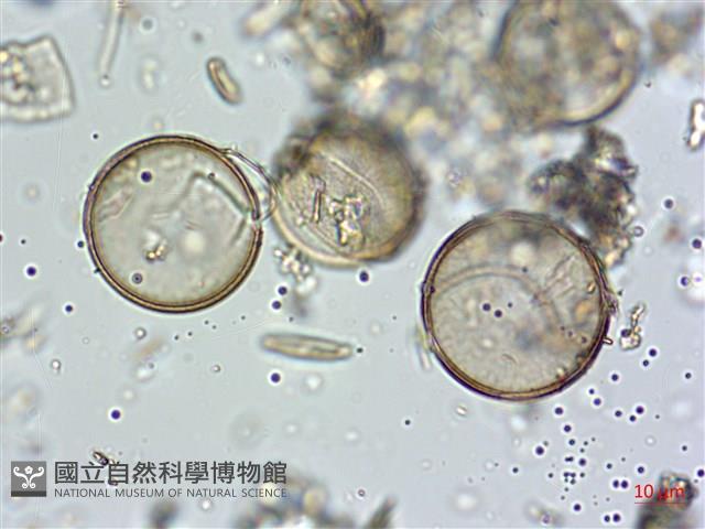 登錄號:A00004583藏品圖，第8張