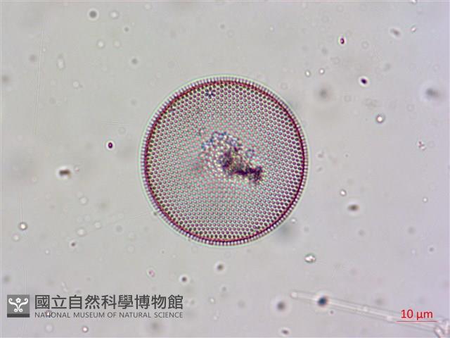 登錄號:A00004656藏品圖，第17張