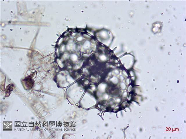 登錄號:A00004657藏品圖，第17張