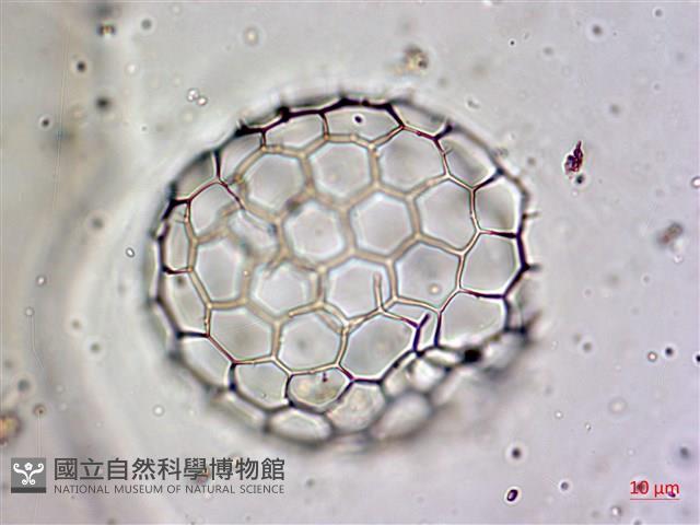 登錄號:A00004656藏品圖，第24張