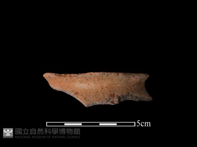 豆形器藏品圖，第1張