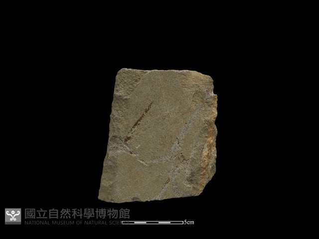 磨製斧鋤形器藏品圖，第1張
