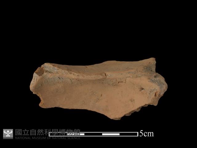 豆形器藏品圖，第2張