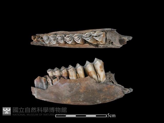 水鹿骨藏品圖，第1張