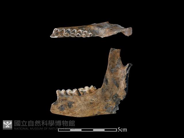 獐骨藏品圖，第1張