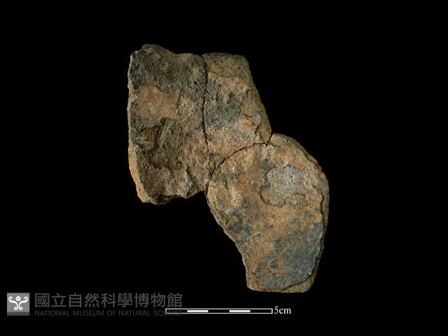 Accession Number:AHR336-2017-016 Collection Image, Figure 2, Total 2 Figures