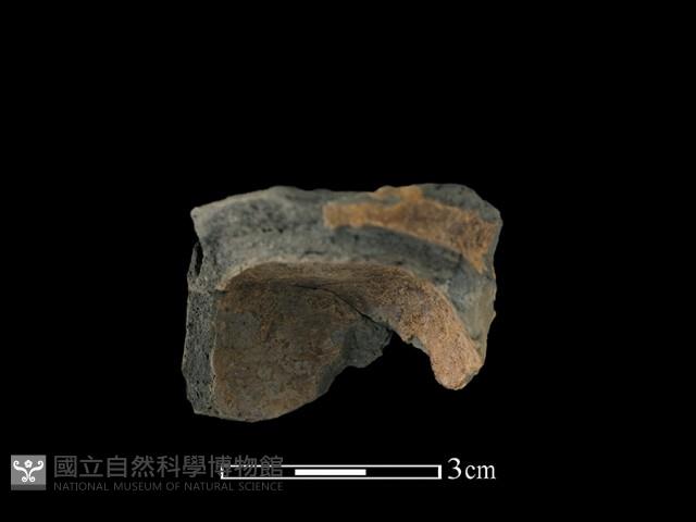 陶片藏品圖，第2張