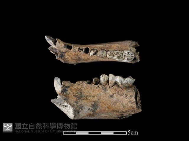 野豬骨藏品圖，第2張